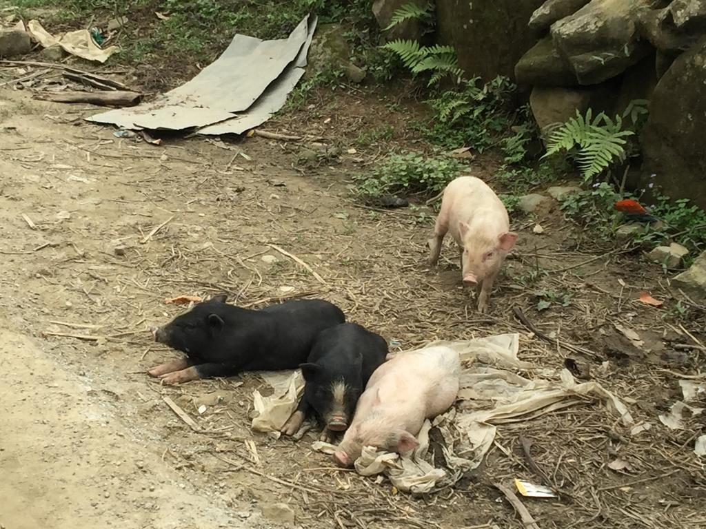 Freedom Homestay & Trekking Sa Pa Ngoại thất bức ảnh