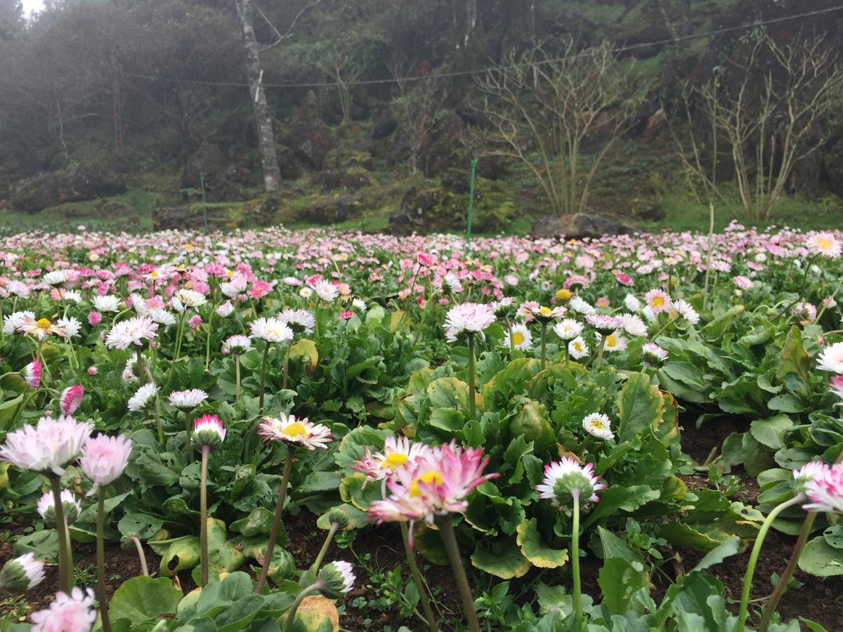 Freedom Homestay & Trekking Sa Pa Ngoại thất bức ảnh